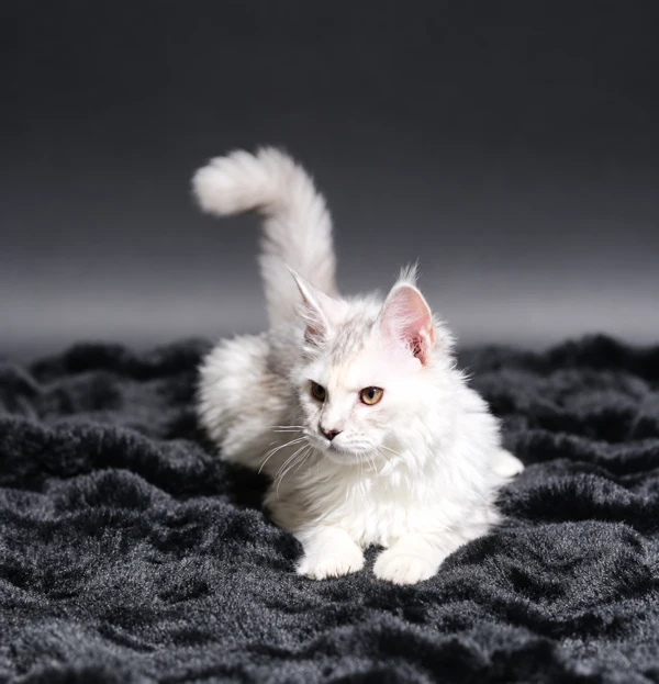 Chantilly in a full-body portrait with her tail raised