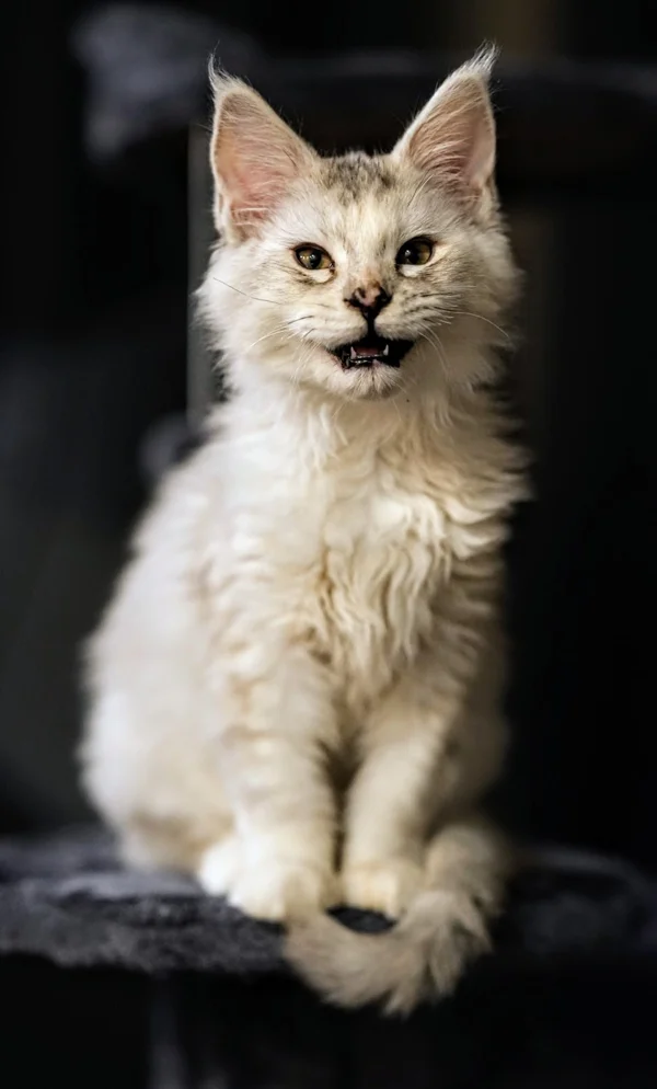 Chantilly, our Maine Coon queen