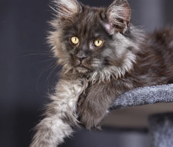 Montclair resting with one foreleg over the cat tree