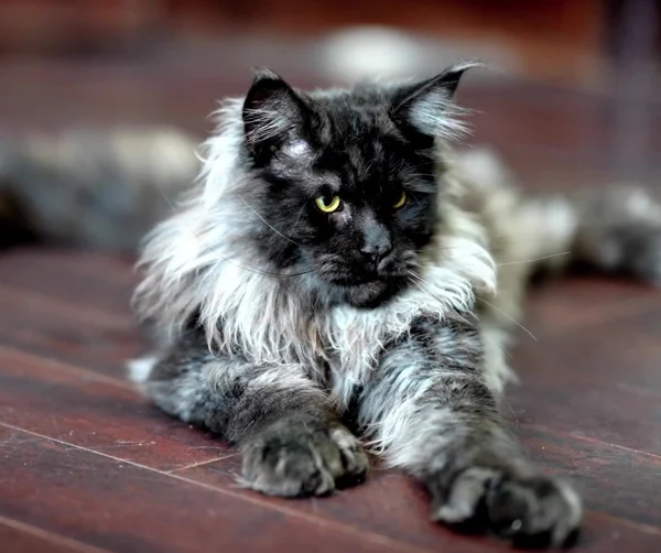 Montclair resting with his paws stretched toward the camera