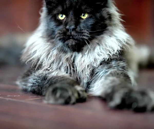 Montclair facing the camera with both front paws visible