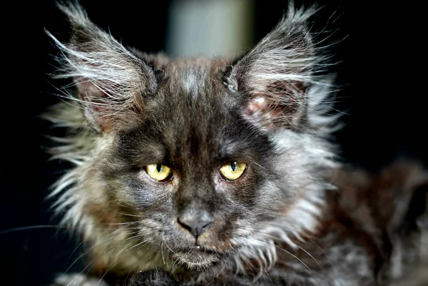 Montclair, our black smoke Maine Coon male