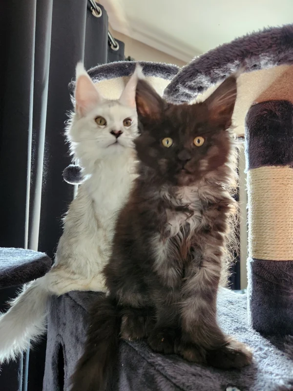 Montclair and Chantilly together on their cat tree as kittens